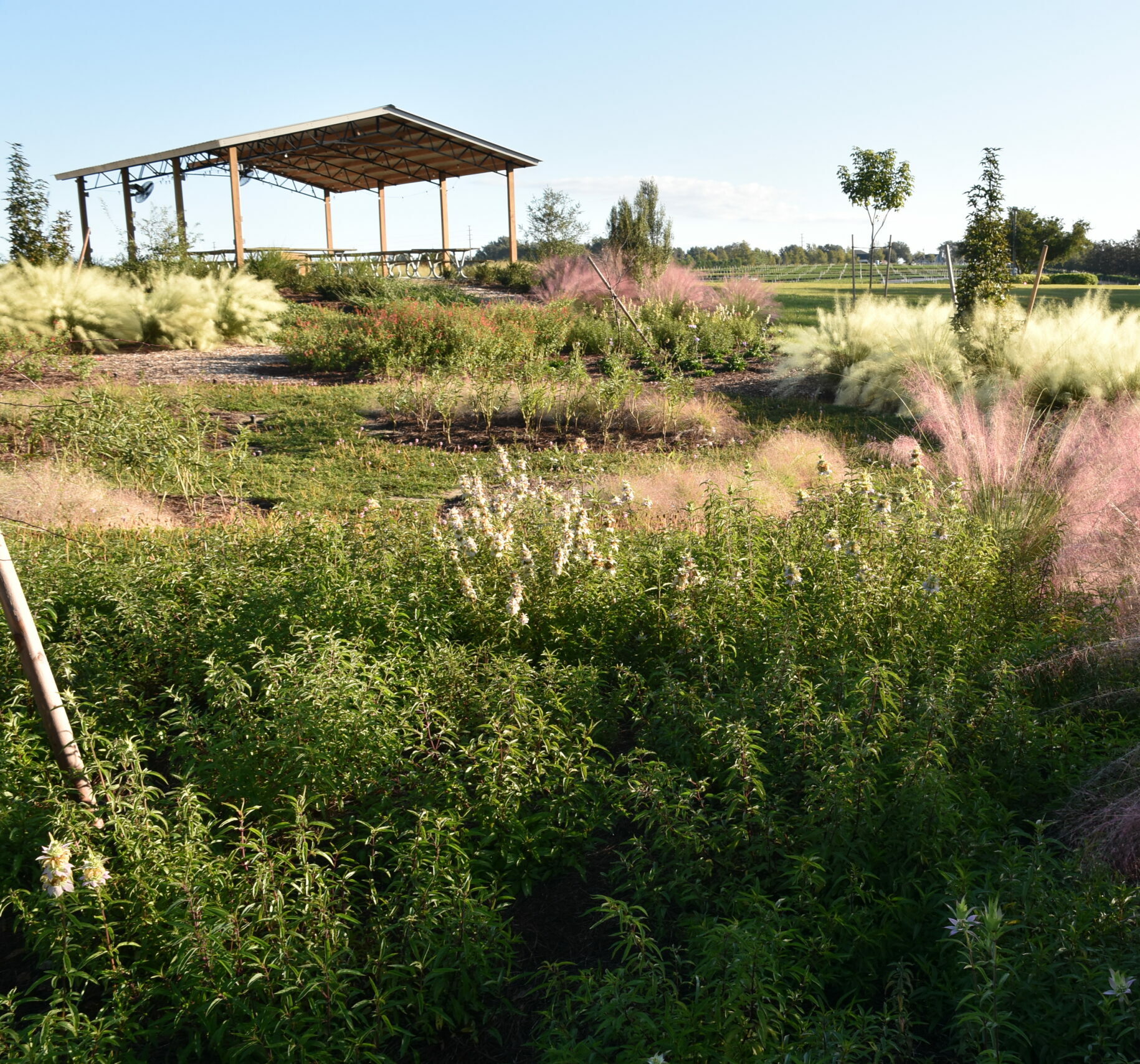Guests will get to explore Cherrylake’s native pollinator garden during the Farm Days events